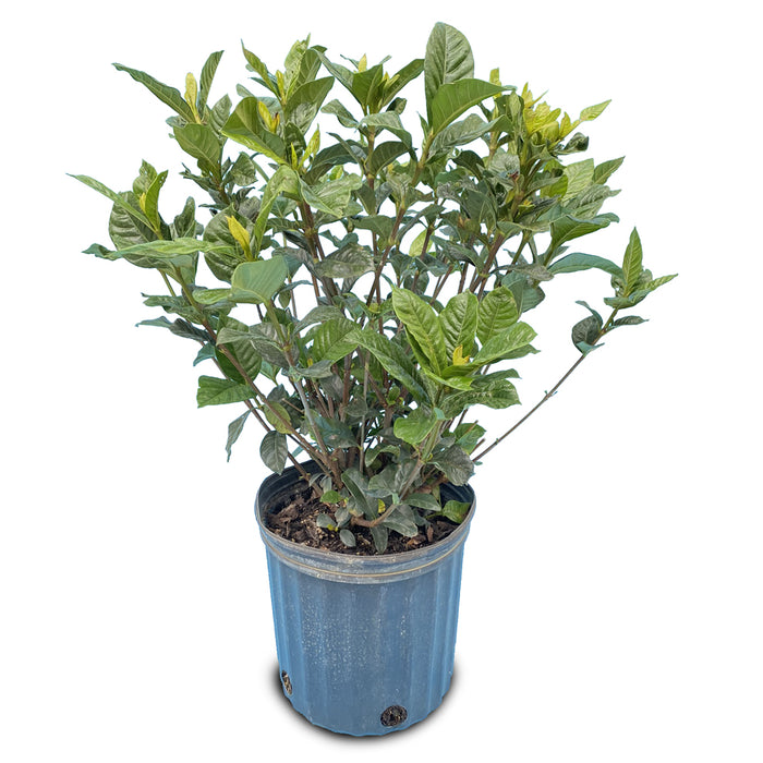 Gardenia Bush