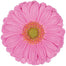 Germini Pink Love Me
