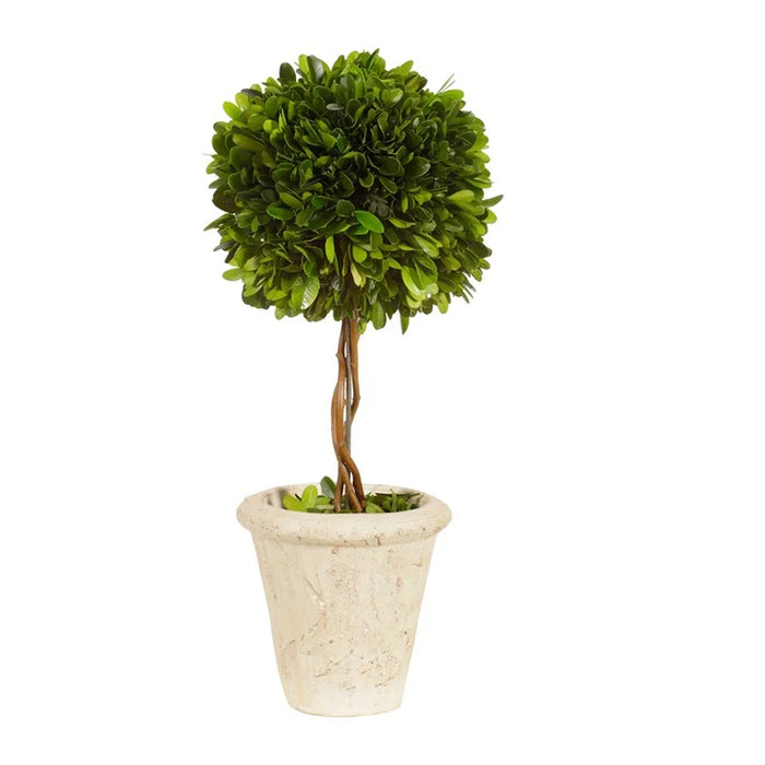 26" Single Ball Boxwood Topiary - Green