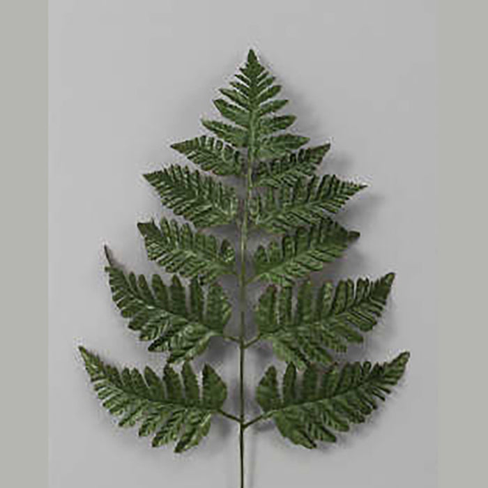 Leather Fern