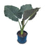 14 In Alocasia