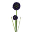 Allium x2 36" Inch Blue