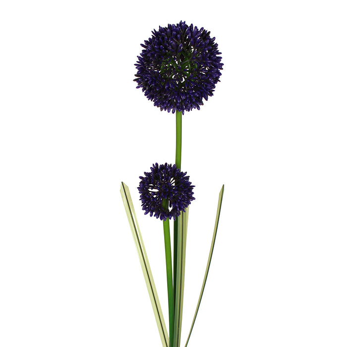 Allium x2 36" Inch Blue