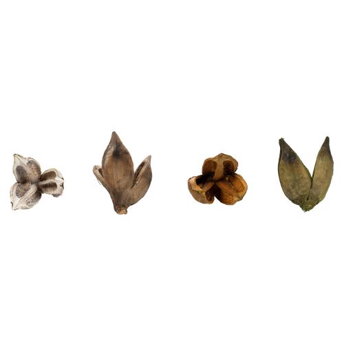 Sora Pod Bulk