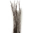 Birch Branches - Ice