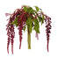 Amaranthus