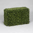Boxwood Hedge - Green