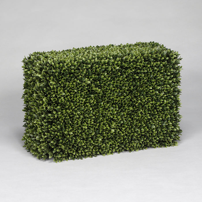 Boxwood Hedge - Green