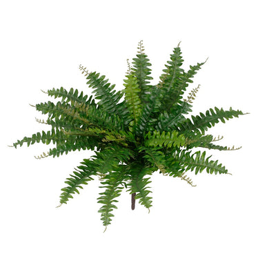 29 in Boston Fern - Green