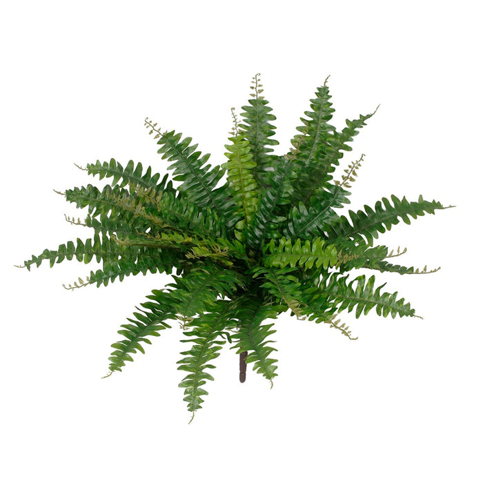 29 in Boston Fern - Green