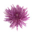 Spider Mums