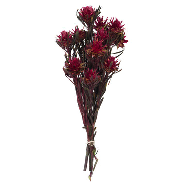 8-20 in Merlot Plumosum Bundle (8 Heads)