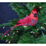 Cardinal Ornament w/Clip - Red