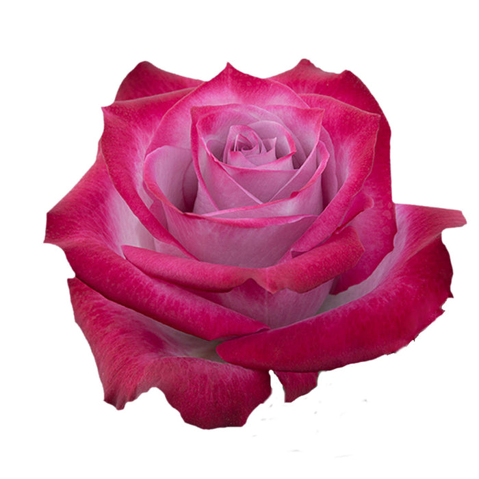 Lavender Roses