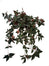 36" Wandering Jew