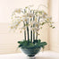 32" Phalaenopsis In Glass - White