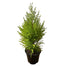 6 in Lemon Cypress Cone