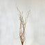 Curly Willow - Natural