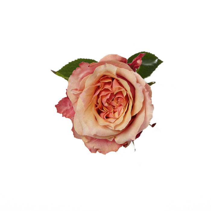 Novelty Roses