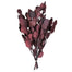 18-20 in Eucalyptus Pop Red (3.5 oz Bunch)