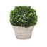 9" Boxwood Ball Pot - Green