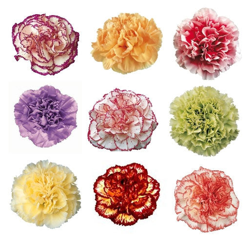 Carnation