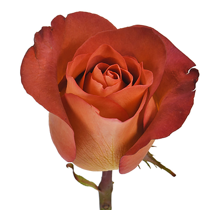 Novelty Roses