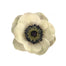 Anemone