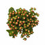 Hypericum