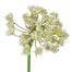 Queen Anne's Lace Stem