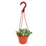 6 in Burro'S Tail Hanging Basket