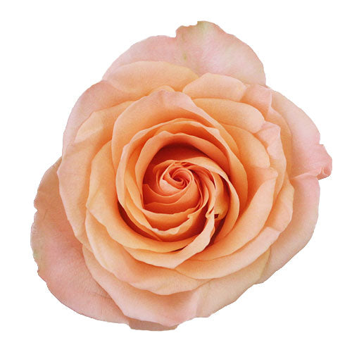 Peach Roses