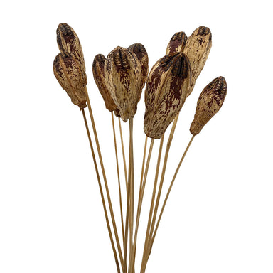 Mahogany Pod/Stem - Natural