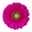Germini Purple Caressa
