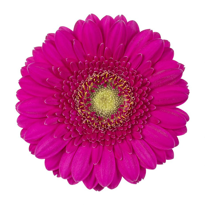 Germini Purple Caressa