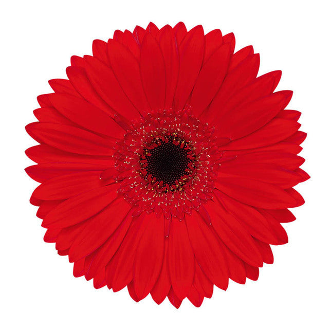Gerbera Red Blind Date