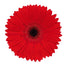 Gerbera Red Blind Date