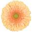 Gerbera Peach Pre-Extase