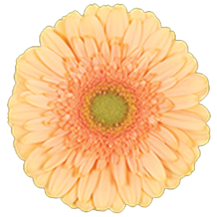 Gerbera Peach Pre-Extase