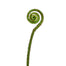 Crozier Fern Pick