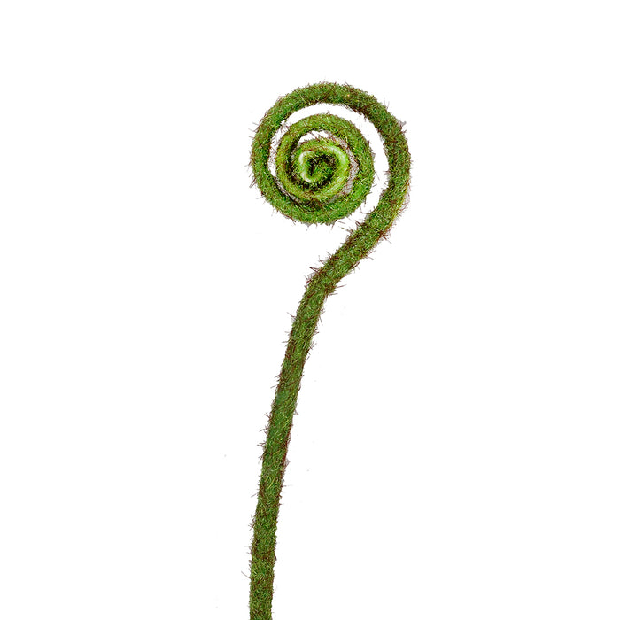 Crozier Fern Pick
