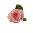 Pink Roses