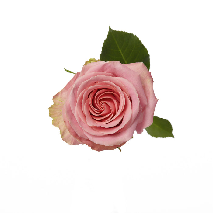 Pink Roses