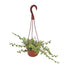 8" Ficus Repens Variegated Hanging Basket