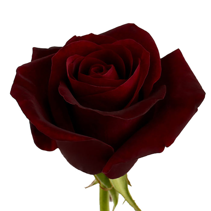 Black Roses