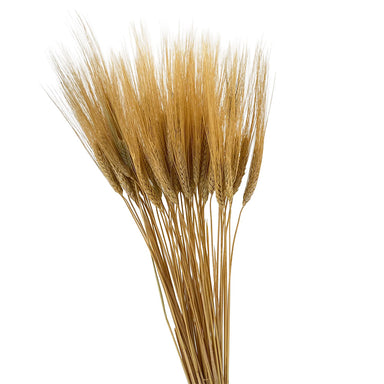 Triticum Wheat 8 Oz - Natural