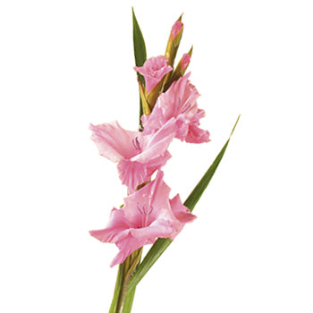 Gladiolas
