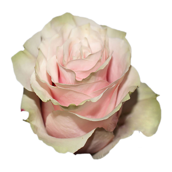 Pink Roses