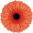 Gerber Daisy