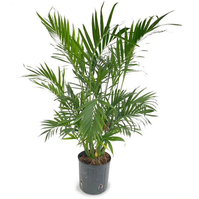 10 in Cat Palm